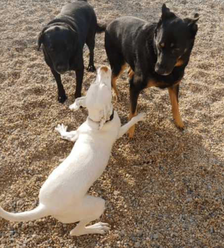 Dog 1