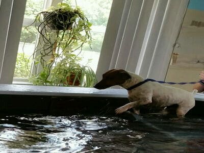 Dog swimming in pool 10