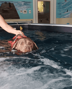 Dog swimming in pool 3