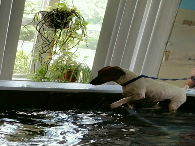 Dog swimming in pool 1